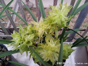 雜交春蘭 現(xiàn)代花卉市場的璀璨明珠